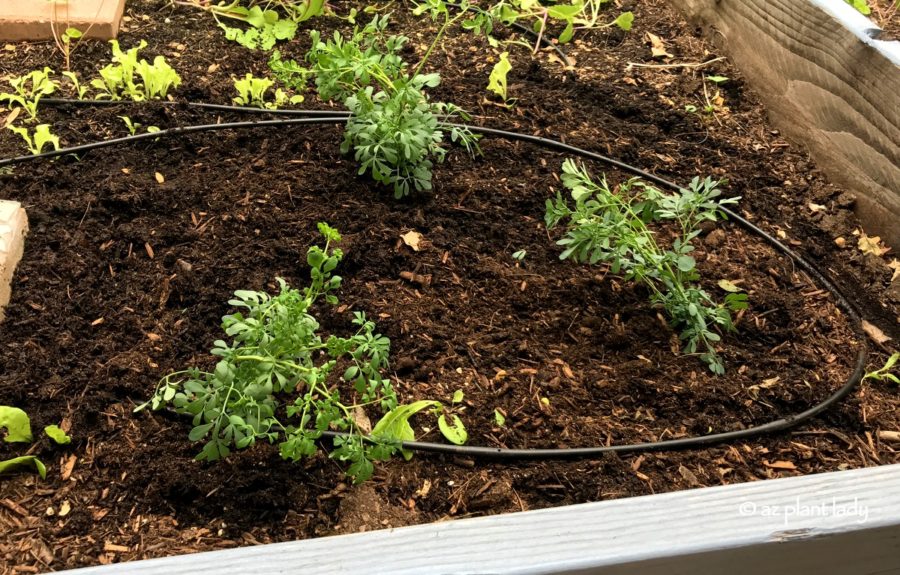 Cats In The Garden And An Old Fashioned Herb With Repelling I Am Somewhat Hopeful That This Will Do The Trick But Also A Bit Cautious As Not All Surefire Solutions Work Ll Be Sure To Let You Know If It