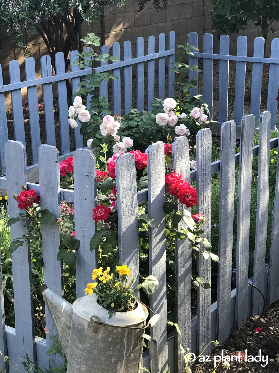 Garden Tour of AZ Plant Lady