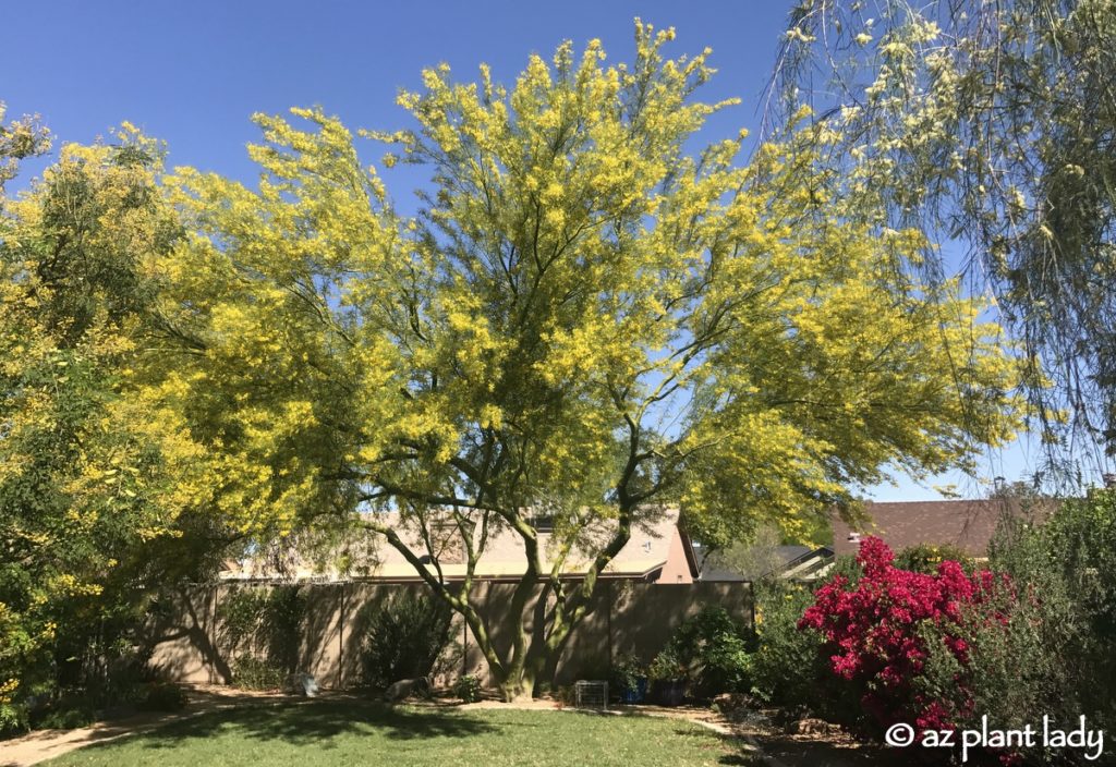 My Desert Museum Palo Verde and an Unfortunate Event