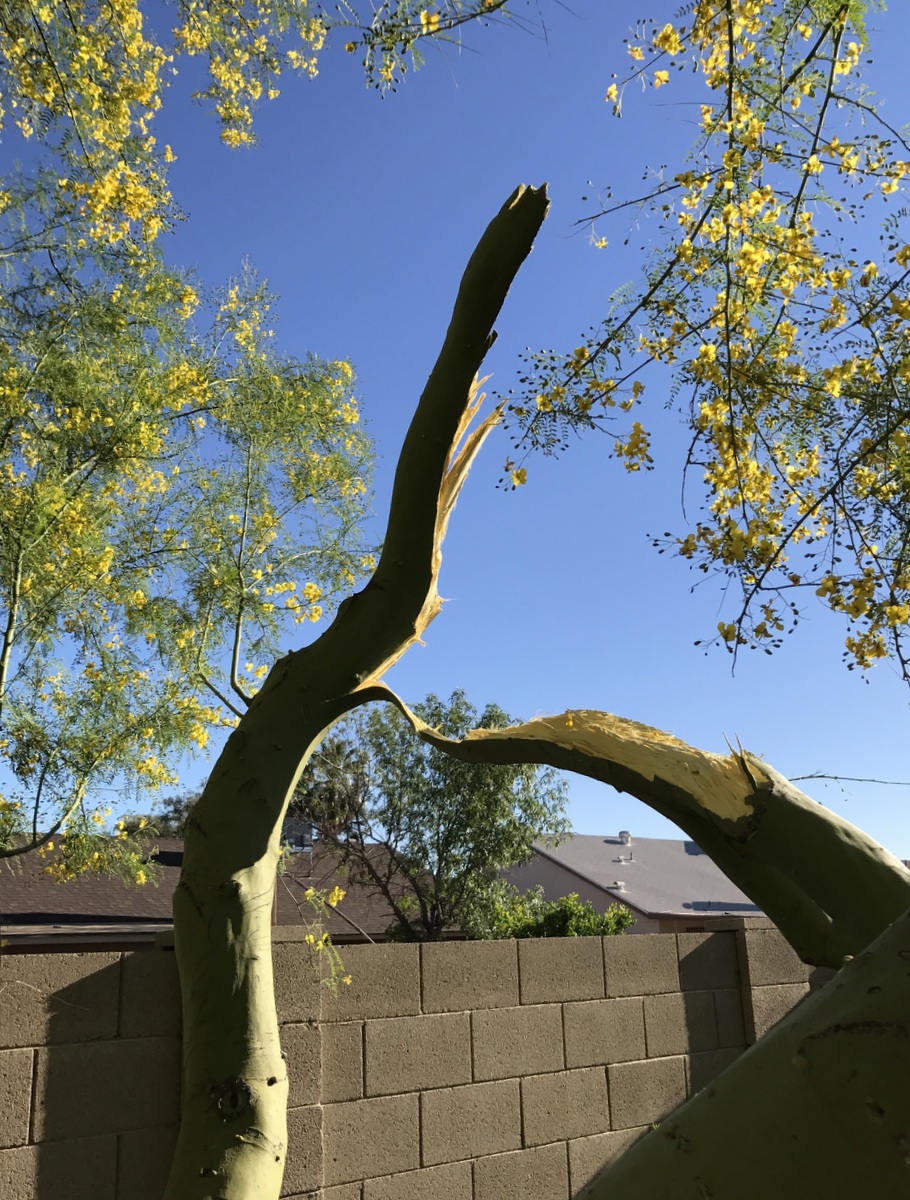 My Desert Museum Palo Verde and an Unfortunate Event
