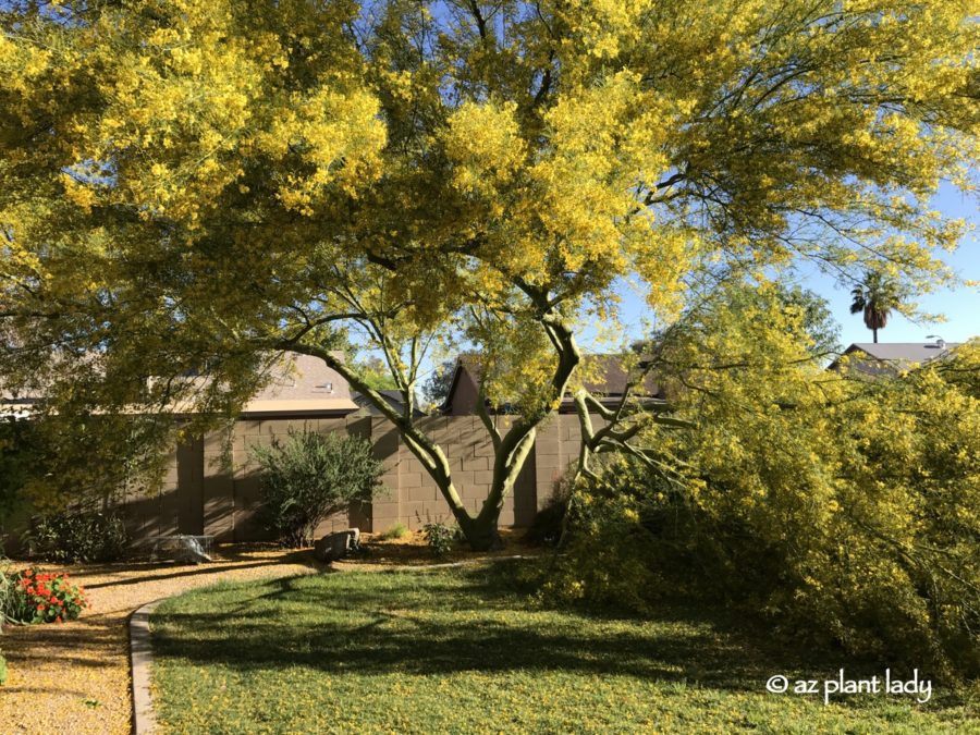 My Desert Museum Palo Verde and an Unfortunate Event