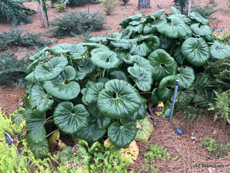 Farfugium_japonicum_Gigantea_Ligularia_Tractor_Seat_Plant'Giganteum