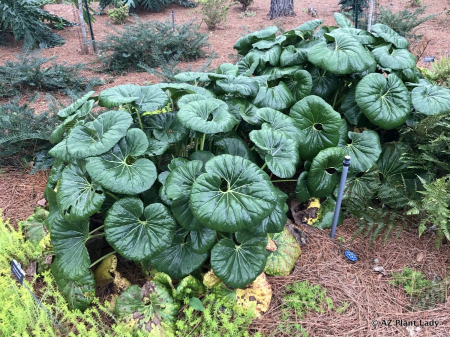 Farfugium_japonicum_Gigantea_Ligularia_Tractor_Seat_Plant'Giganteum