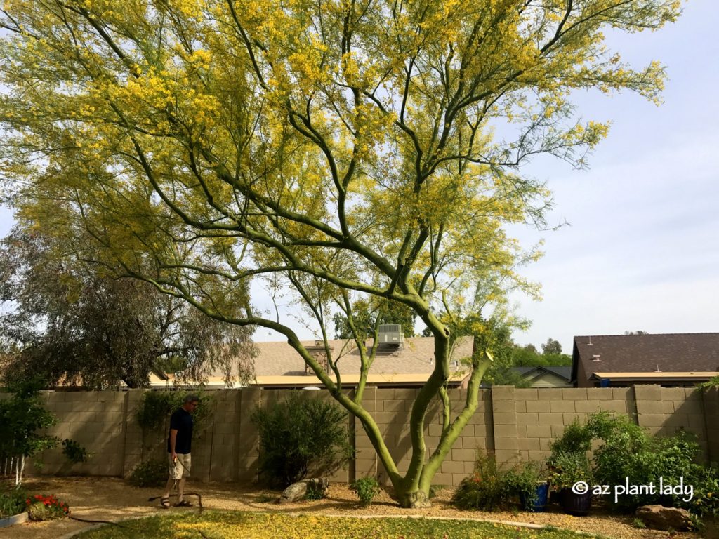 My Desert Museum Palo Verde and an Unfortunate Event