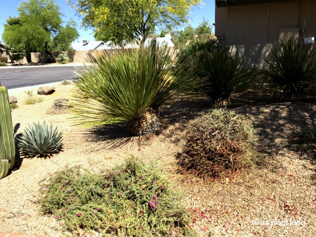 Prune Shrubs, Valentine bush after pruning