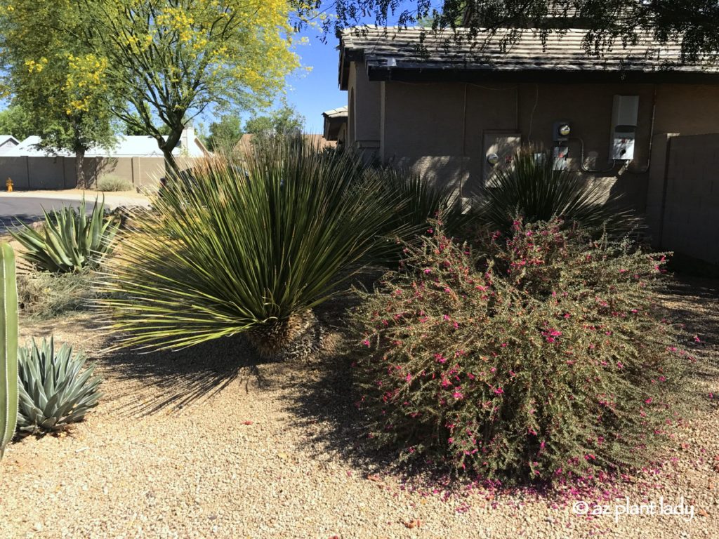 Prune Shrubs, Valentine bush before pruning