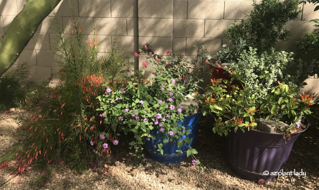 Hummingbird Container Garden