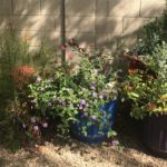 container_hummingbird_garden_southwest_desert