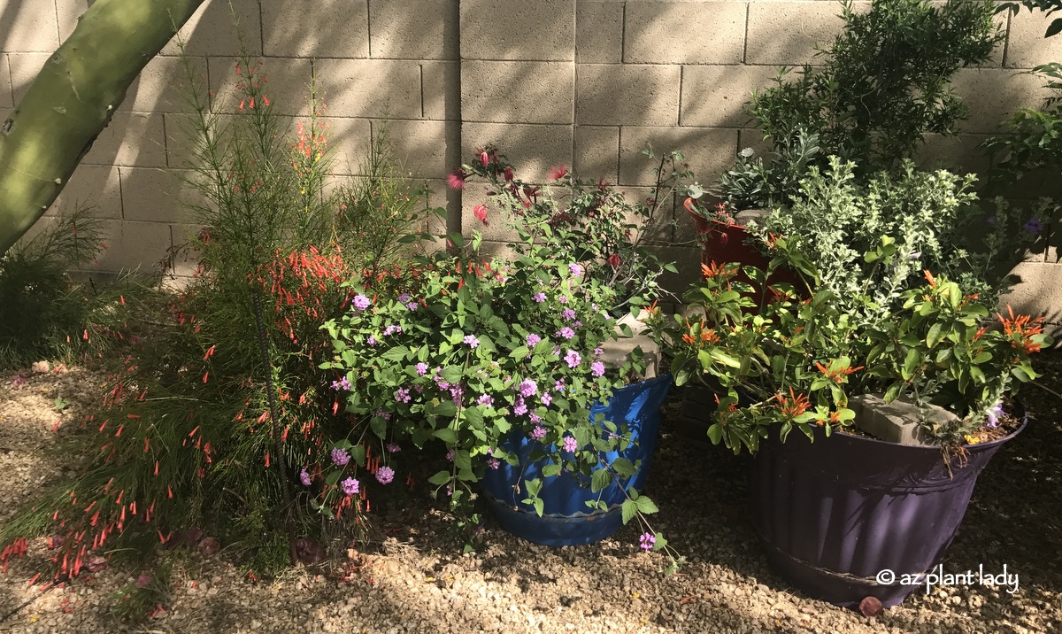 container_hummingbird_garden_southwest_desert