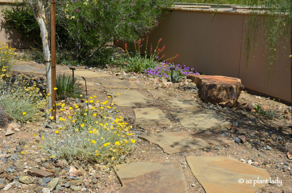 Desert marigold (Baileya multiradiata), firecracker penstemon (Penstemon eatonii), and verbena (Glandularia spp.)