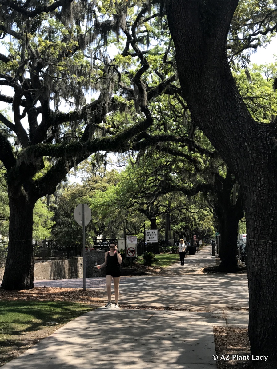 Savannah Georgia Gardening Adventures 