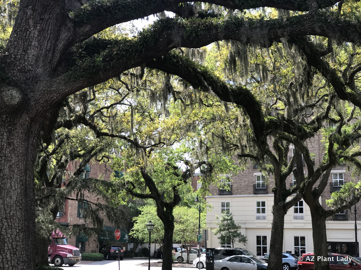 Savannah Georgia Gardening Adventures