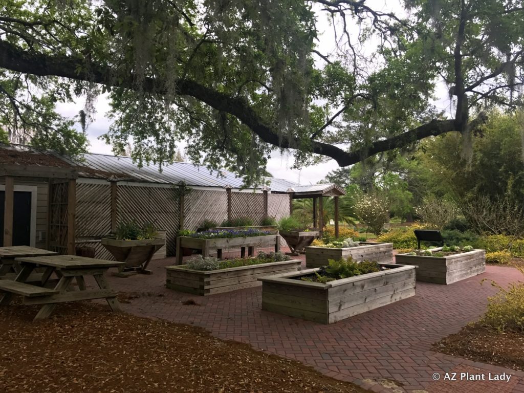 Savannah Georgia: Gardening Adventures : Part 1