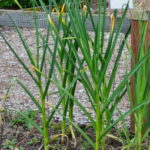 Growing Garlic? Use the Greens to Flavor Your Favorite Dishes