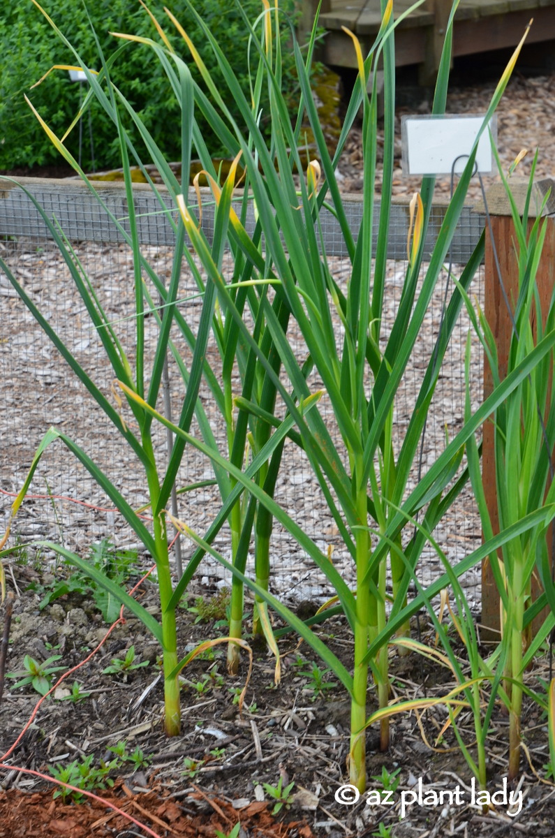 Growing Garlic? Use the Greens to Flavor Your Favorite Dishes