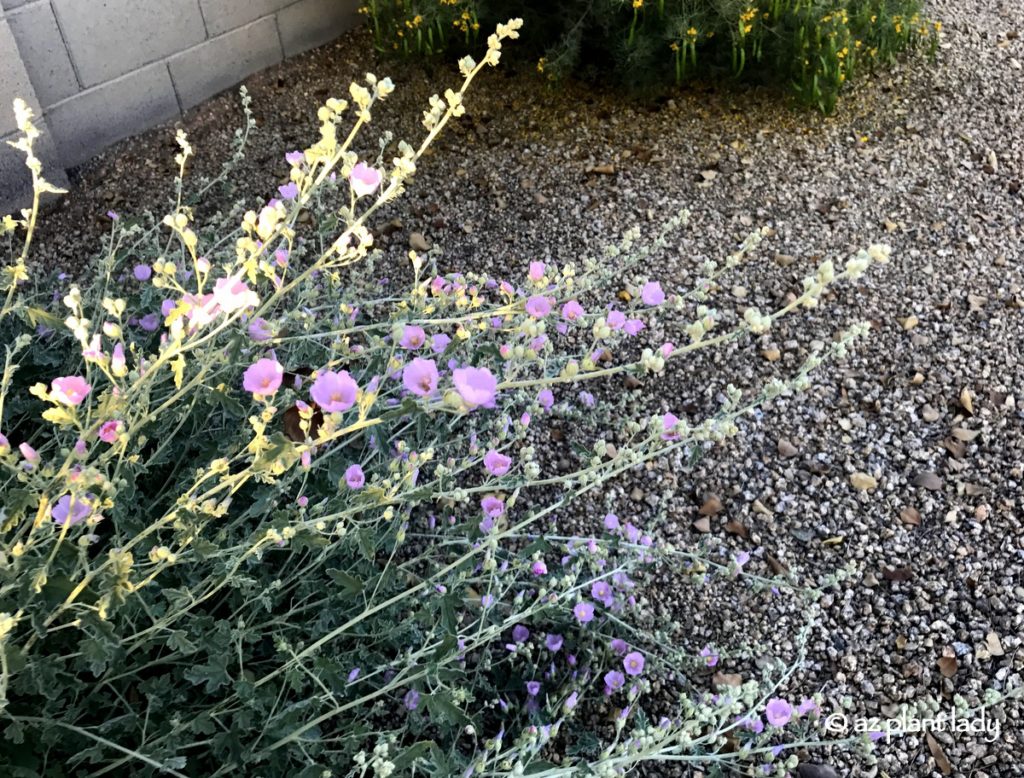 Light pink globe mallow