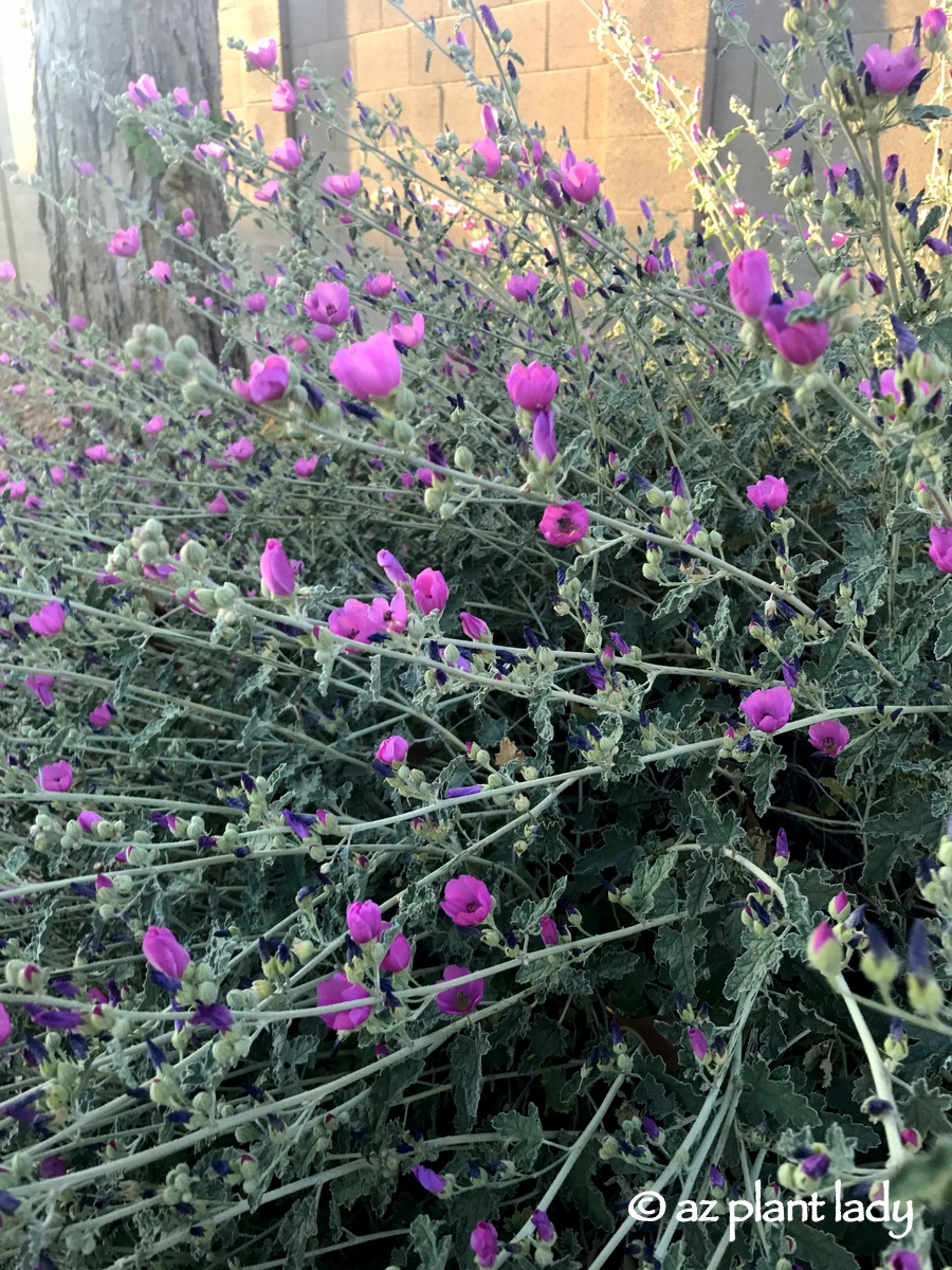 Gather Flower Seeds , Pink globe mallow 