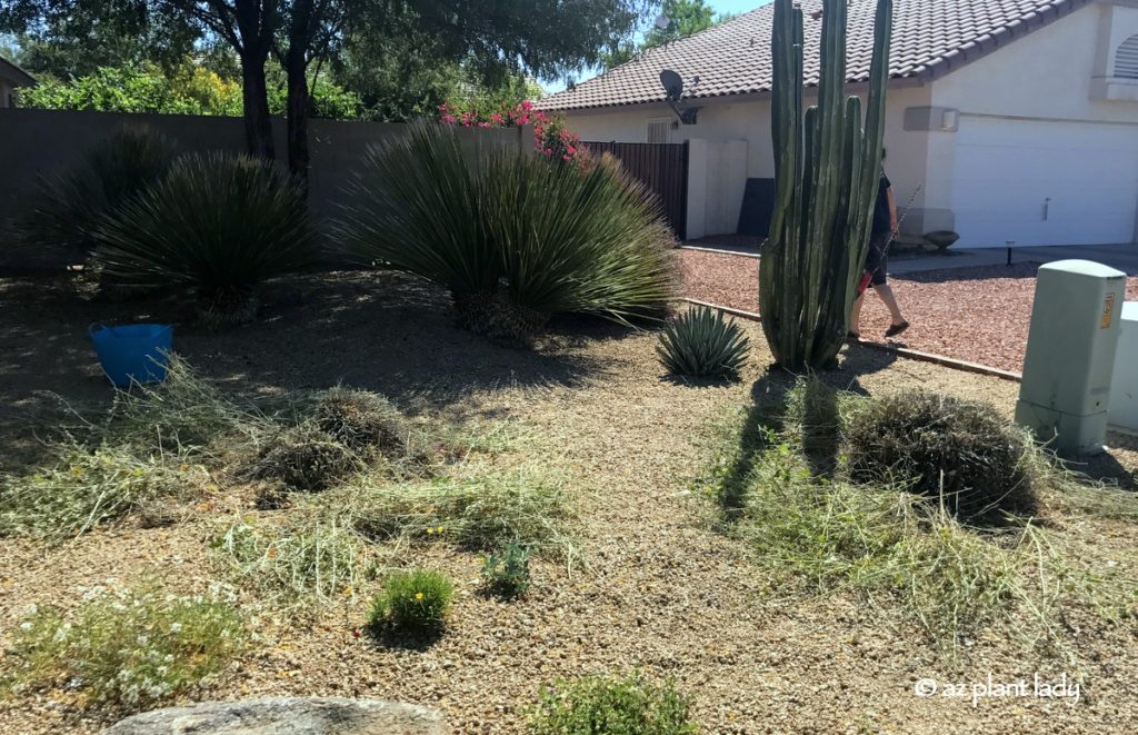 Prune Shrubs, Newly pruned globe mallow shrubs