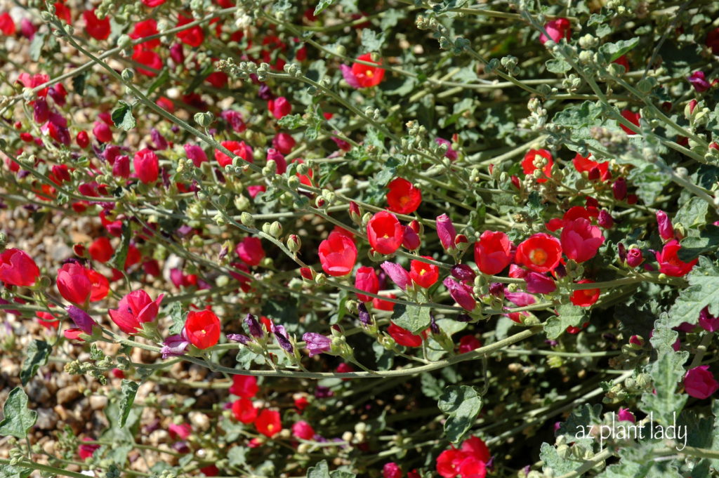 Gather Flower Seeds, Red globe mallow (Sphaeralcea ambigua)