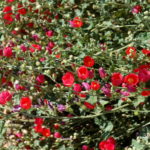 red_globe_mallow_sphaeralcea_ambigua