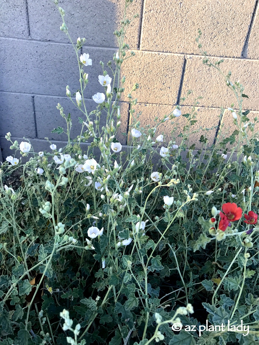 White globe mallow 