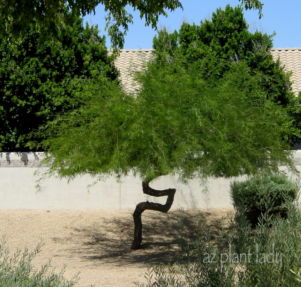 mesquite tree Branches
