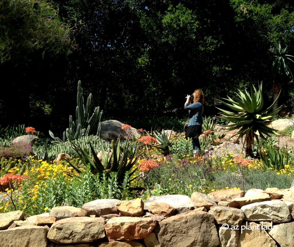 Taking photos of succulents in a hidden garden in California.