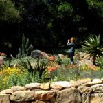 Noelle Johnson taking photos succulents