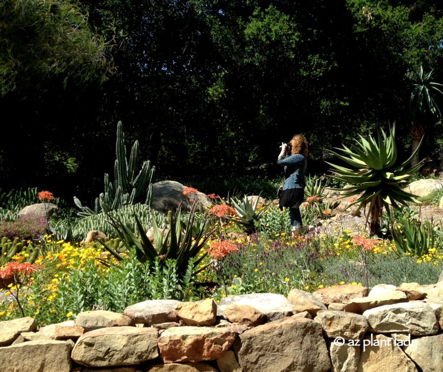 Noelle Johnson taking photos succulents