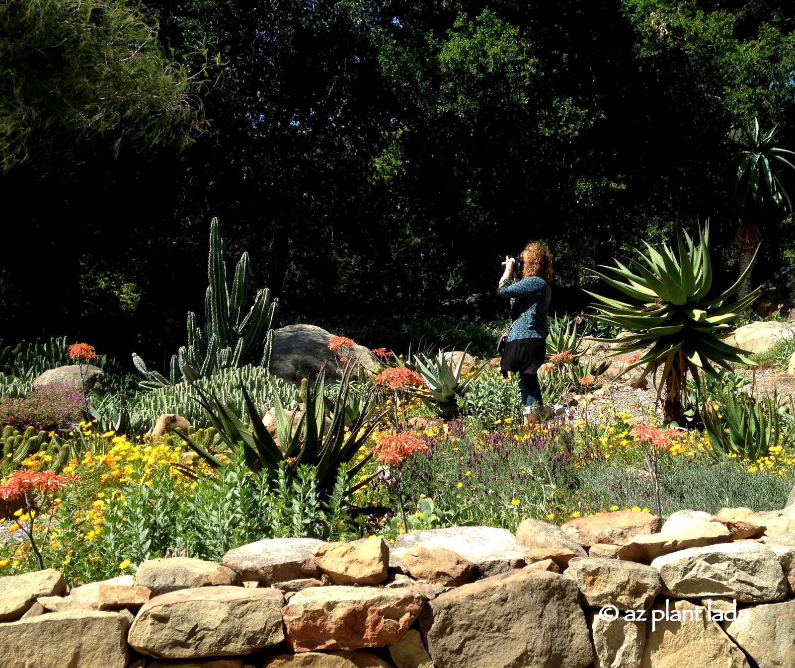 Noelle Johnson taking photos succulents