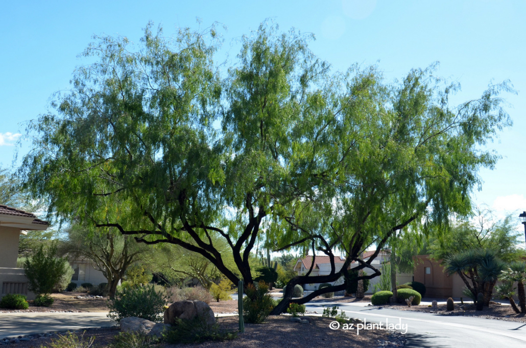 mesquite tree Branches