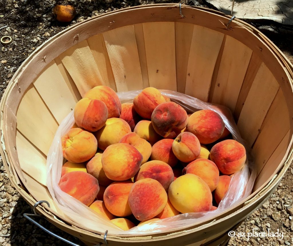 Making Delicious Peach Jam 