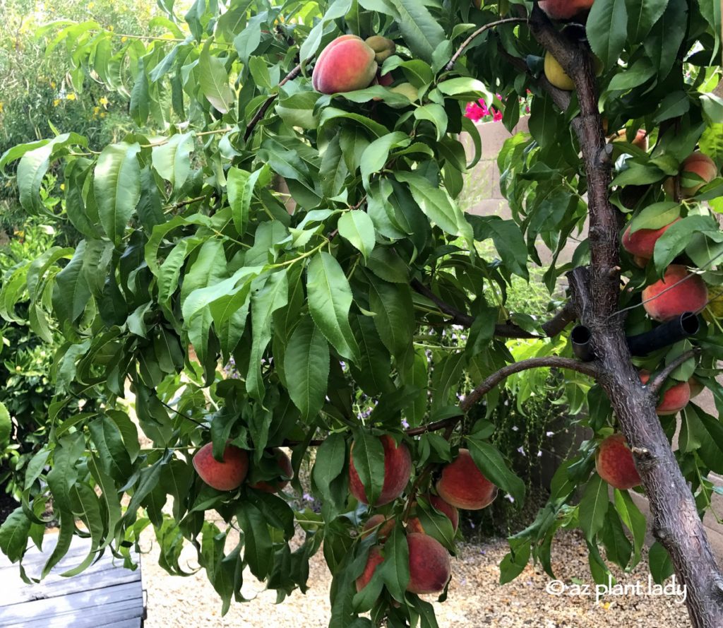 peaches in Arizona