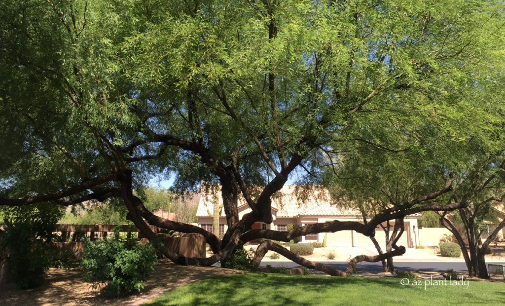 mesquite tree Branches