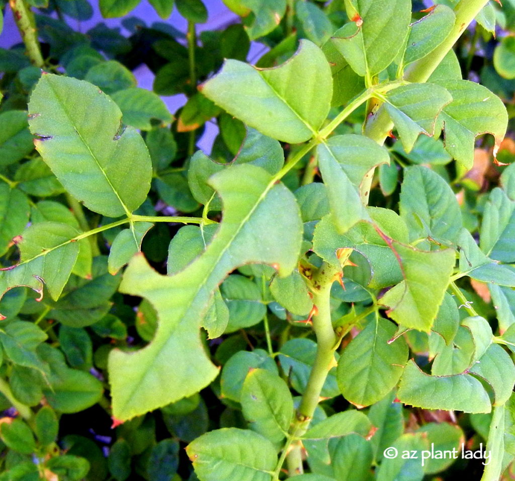 leaf cutter damage on leaves