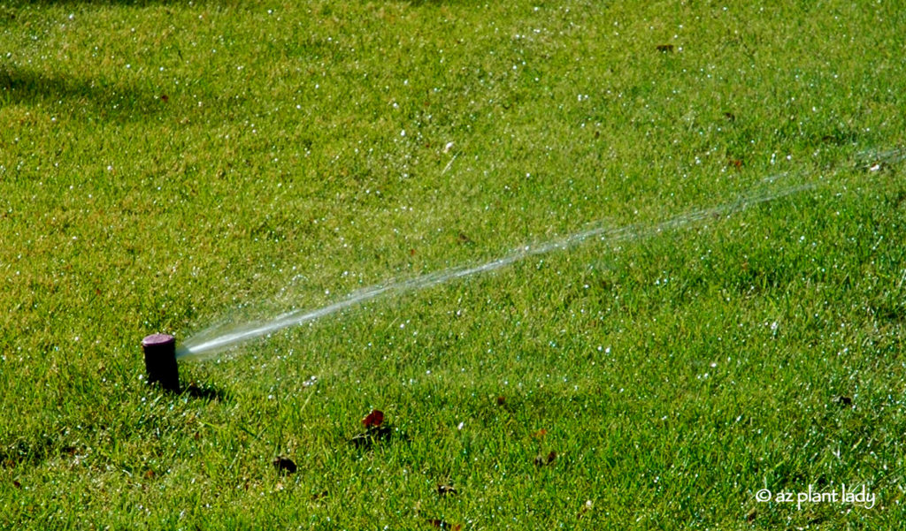 Irrigation for a Healthy Summer Lawn