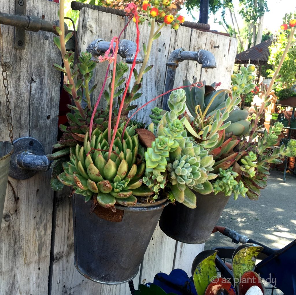 Give Water Features New Life With Succulents
