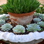 succulent_water_feature_echeveria_aloe