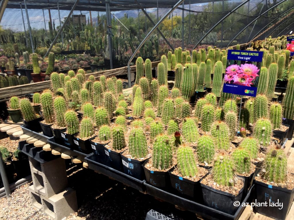 Cactus Farm