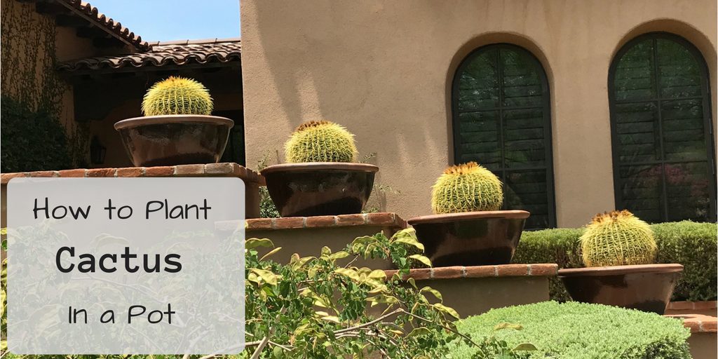 How to Plant a Cactus In a Pot Cactus Farm