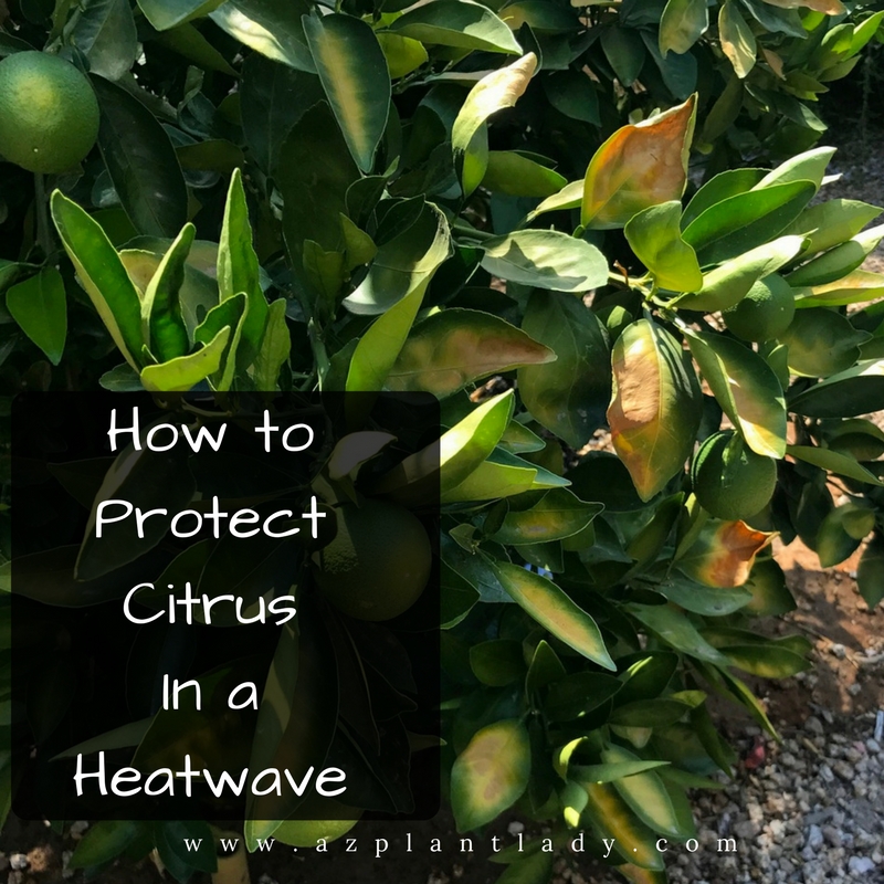 Protect Citrus Trees From a Heatwave