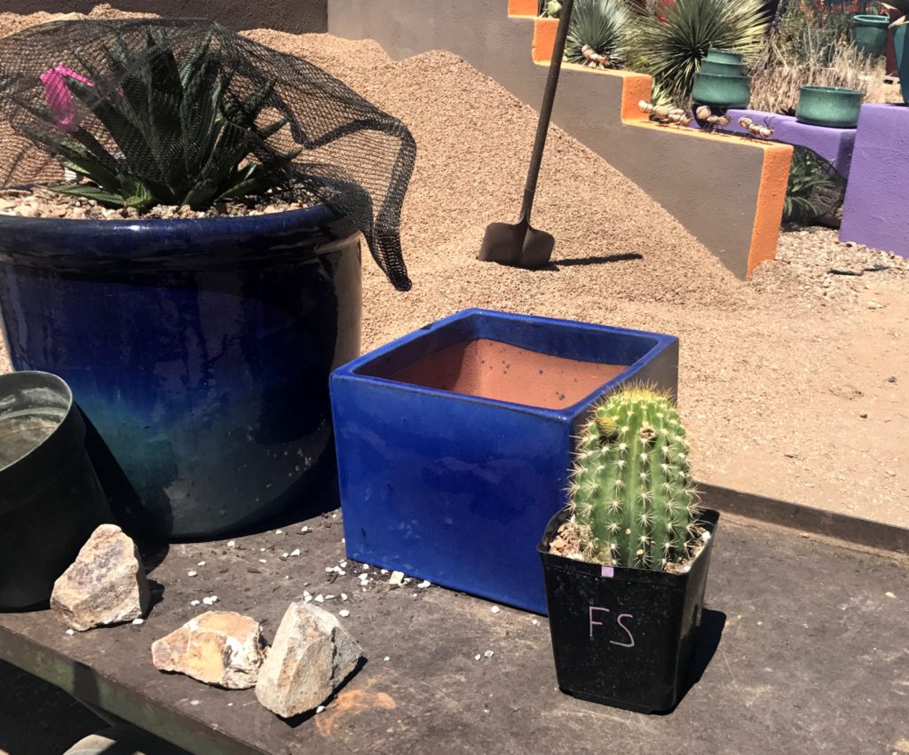 Cactus Vinyl Tablecloth Summer Outdoor Arizona Desert Cacti Decor Blue Green New 
