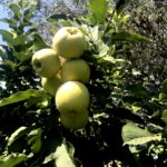 anna_apple_tree_arizona_garden