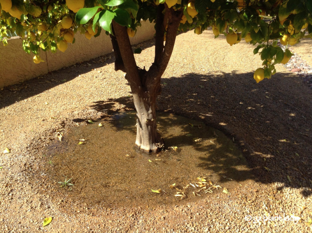 Protect citrus trees from a heat wave by watering regularly