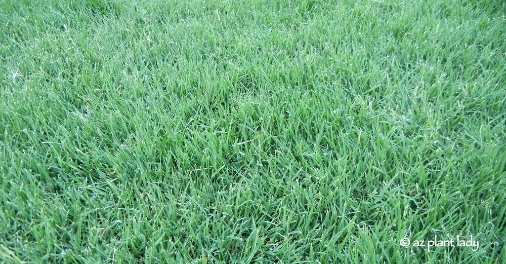 bermuda grass