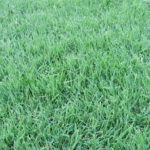 fertilized_lawn