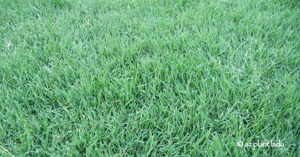 fertilized_lawn