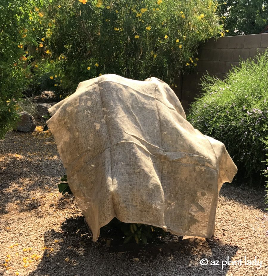 Citrus tree covered with burlap in order to protect it from extreme heat and sun