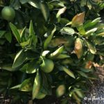 Protect Citrus Trees From a Heatwave