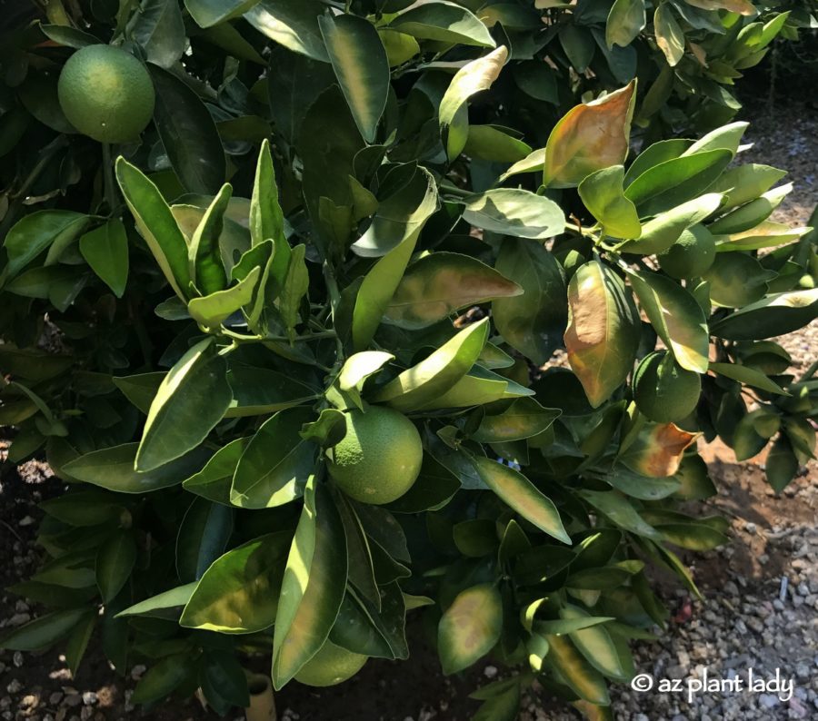Protect Citrus Trees From a Heatwave